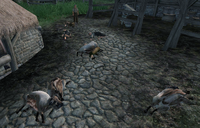 Infiltration (Oblivion) Endgame