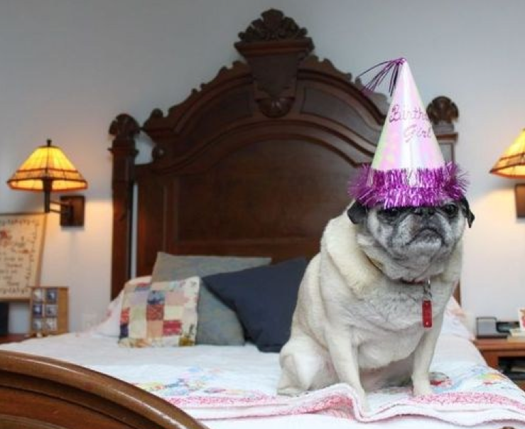 Image - Happy birthday pug.png - Glee Wiki