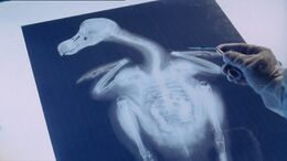 1x4 Dodo 100