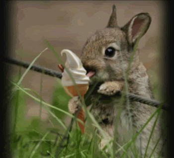 Squirrel-ice-cream.gif