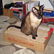 Scratchbox1