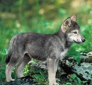 Imagepuppyfaolan