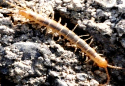 Nannarrup hoffmani Nature of the World Wiki