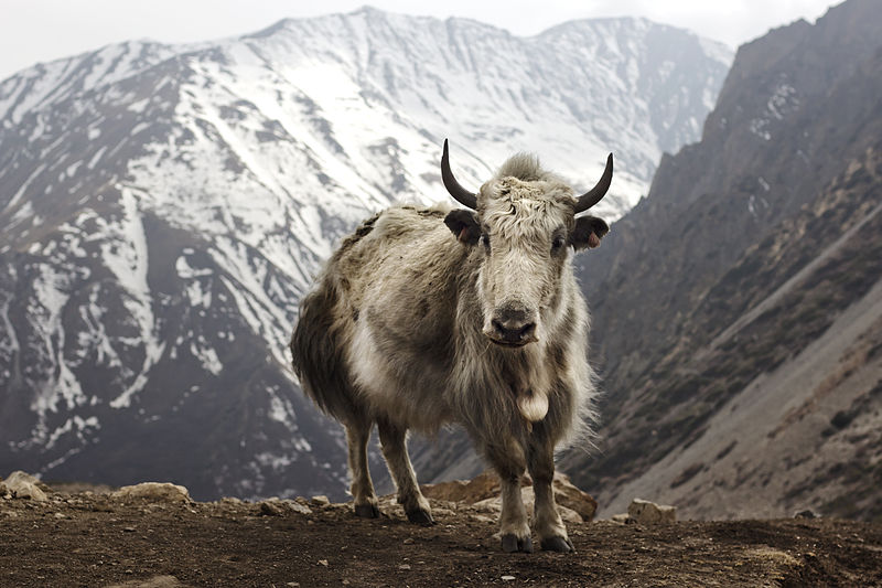 Yak - Animal Database