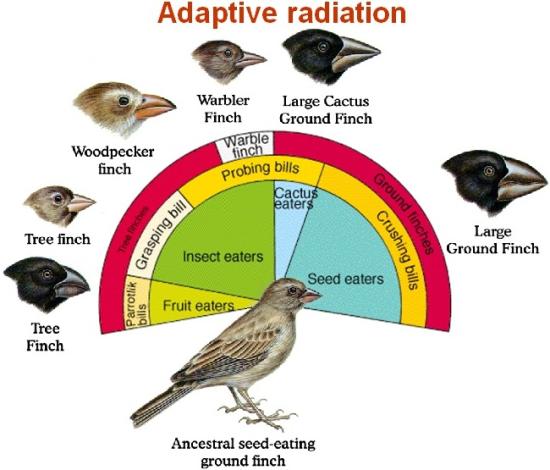 adaptive-radiation-dragonflyissuesinevolution13-wiki