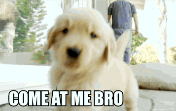 http://img3.wikia.nocookie.net/__cb20130905000121/degrassi/images/3/3c/Post-19148-Puppy-Gets-All-COME-AT-ME-BRO-ZCYR.gif
