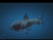 Shark attacking