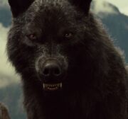 Sam Uley (lobo)
