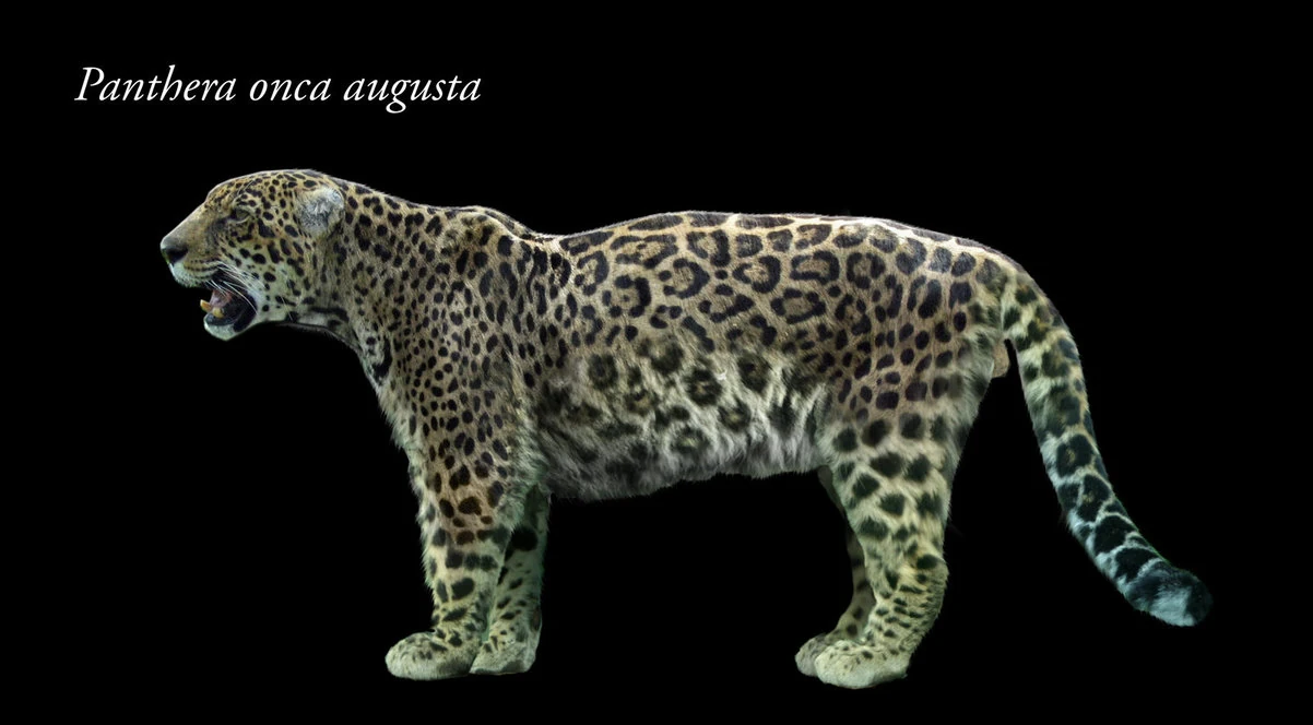 Panthera onca augusta Wiki Prehistórico