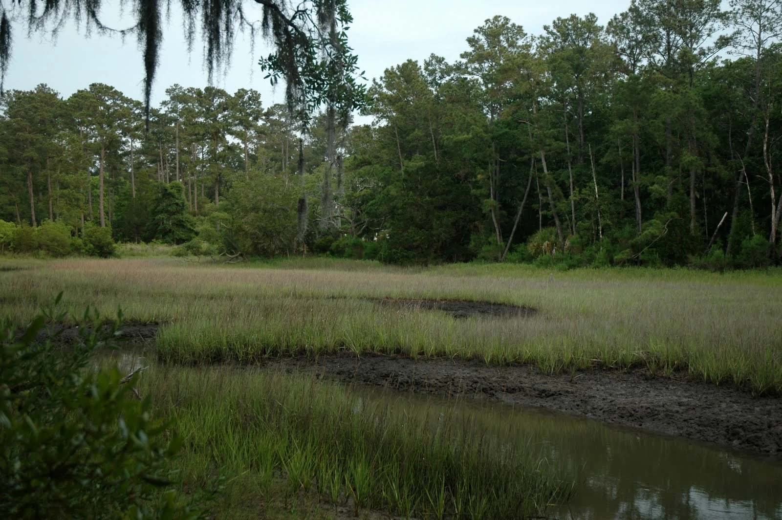 Image Swamp land.jpg The Hunger Games Wiki