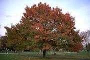 Red Oak