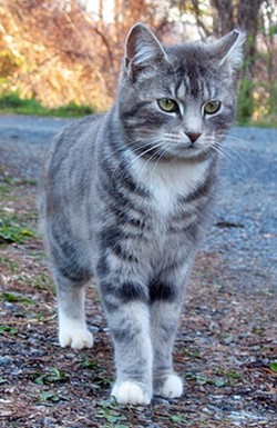 gray and white tabby