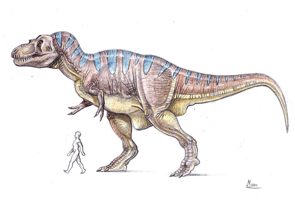 trex size