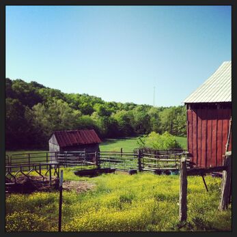 Beard farm barns