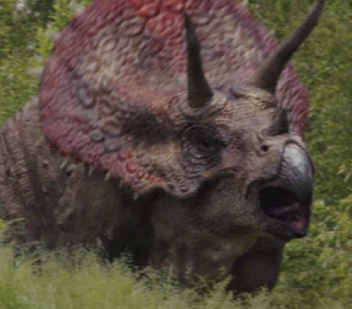 one horned triceratops