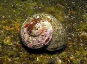 Turban shell