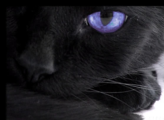 http://img3.wikia.nocookie.net/__cb20131214012709/freerealmswarriorcats/images/f/f8/The_Black_Cat-1-3.jpg