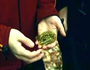 Gioco Di Ruolo Lezione Di Erbologia L Algabranchia Su Harry Potter Harryweb Net