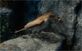 Thrush
