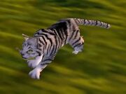 Silver Tabby Cat