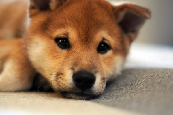 Cute Shiba Inu Puppies | [#] Lunawsome