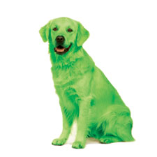 User blog:The shy platypi/Made up dog breeds Part 1-- Green Retriever ...