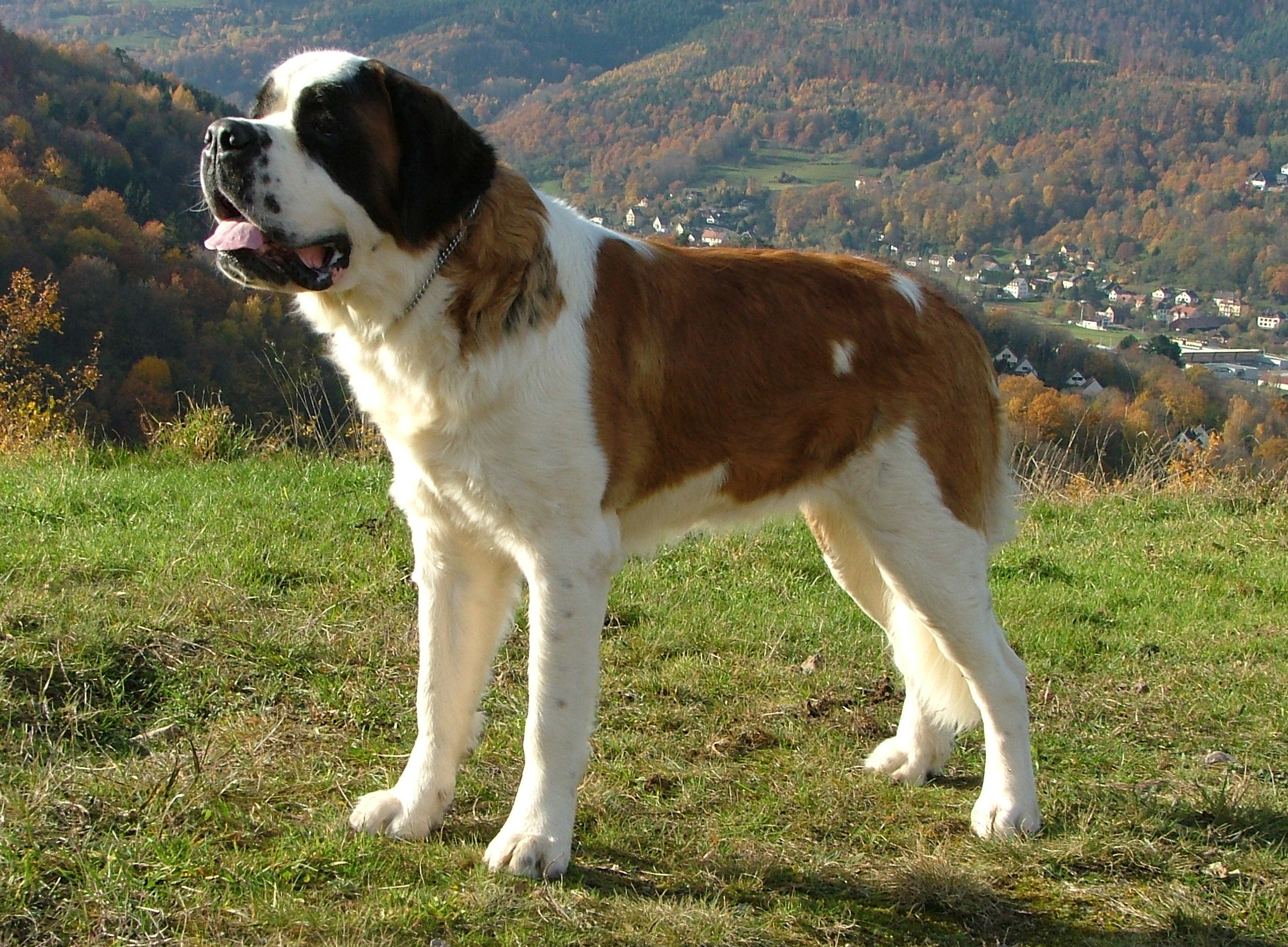 Saint Bernard - Poochpedia