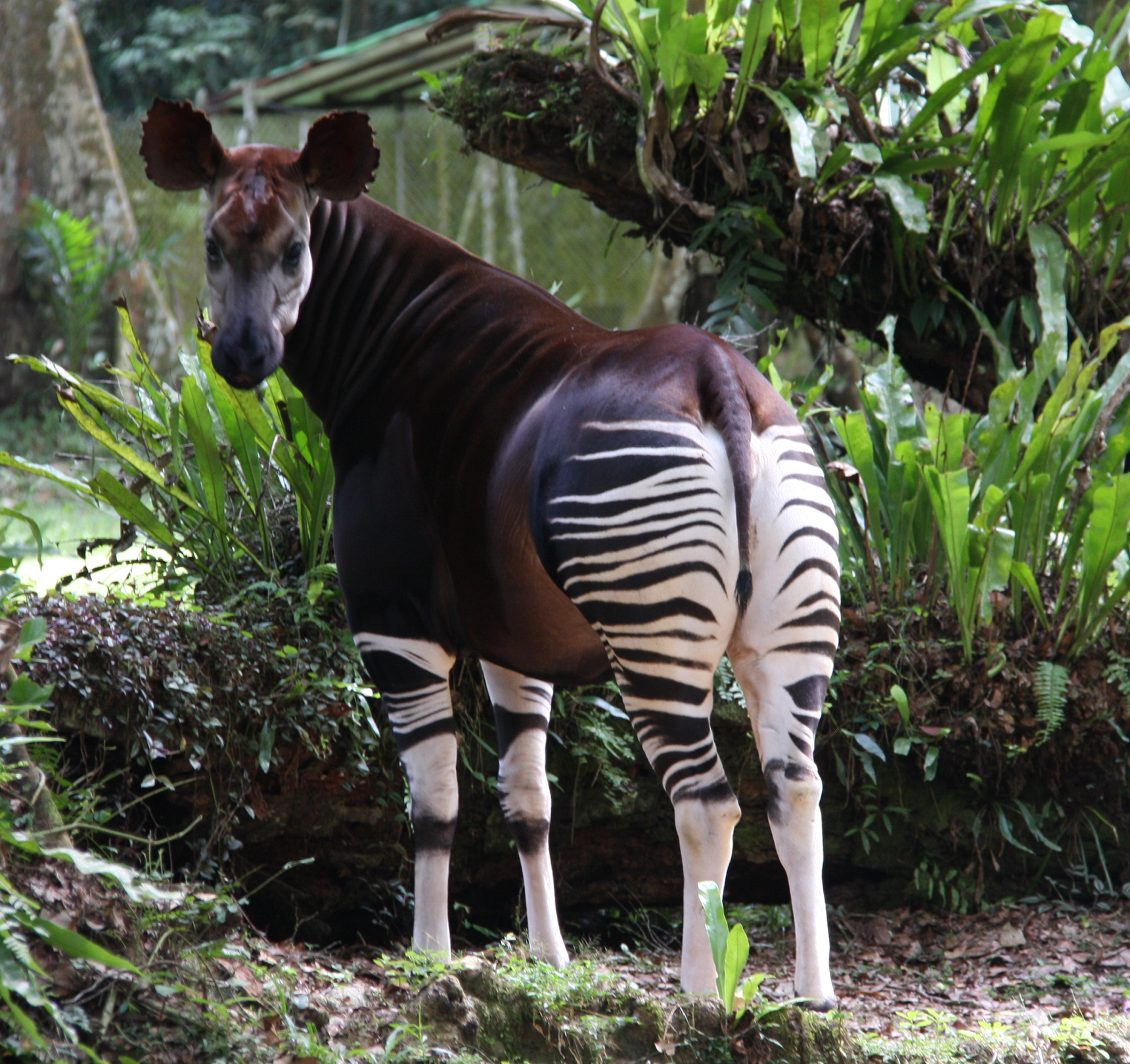 Okapi - Wiki Reino Animalia