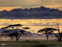 Savana 3