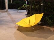 Yellowumbrella