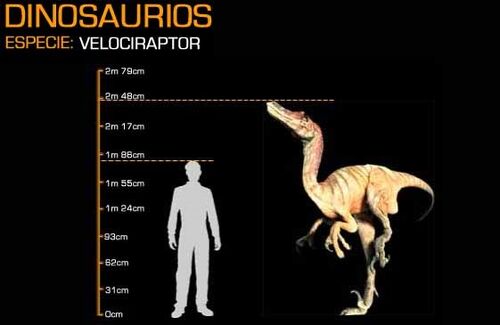 velociraptor dimensions