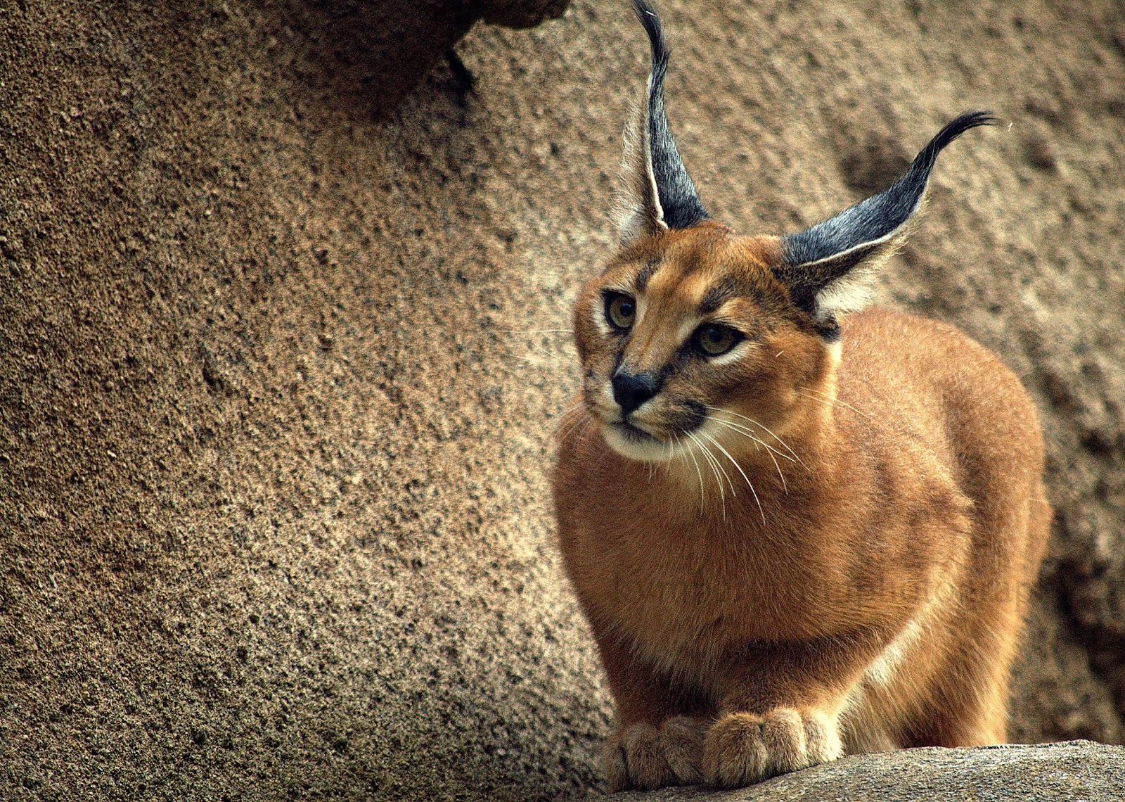 Caracal | Caracal kittens, Caracal cat, Caracal