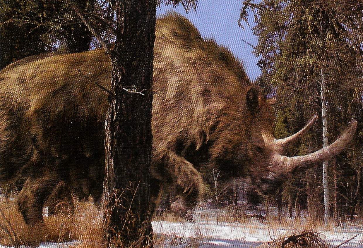 woolly rhinoceros woolly rhinoceros
