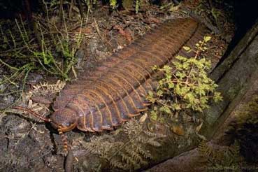 Les Bébêtes d'Isla Vanthus Arthropleura_1