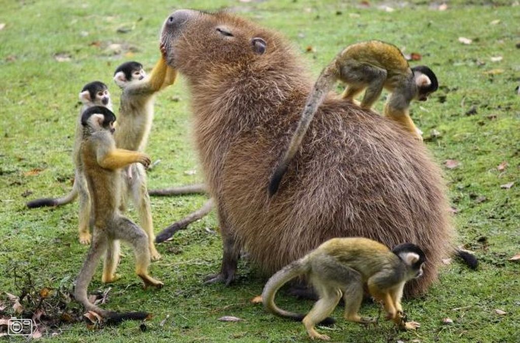 Capybara-11.jpg