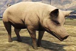Pig-GTA5