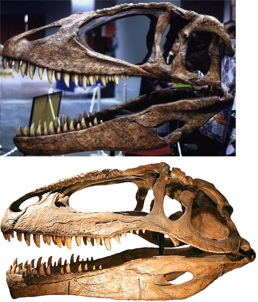 Carcharodontosauridae - Wiki Prehistórico