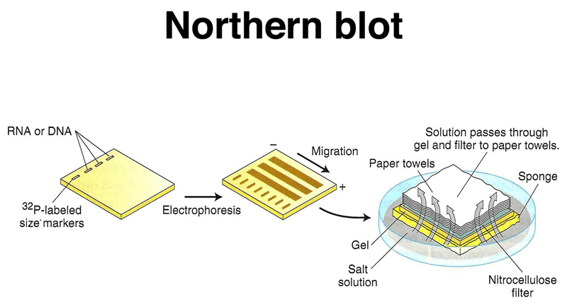 southern blot vs northern blot vs western blot accronym