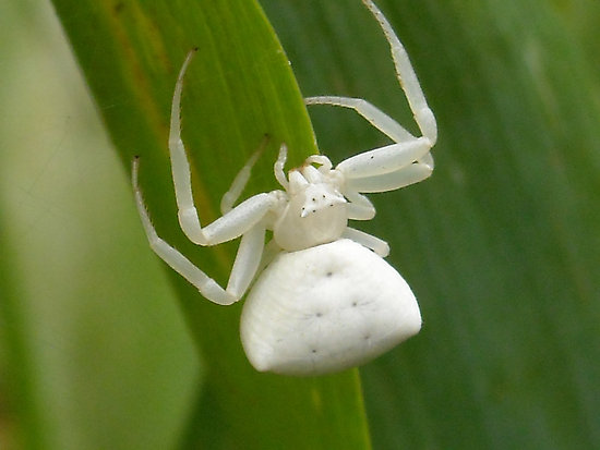 Image - White-spider.jpg – Creepypasta Wiki