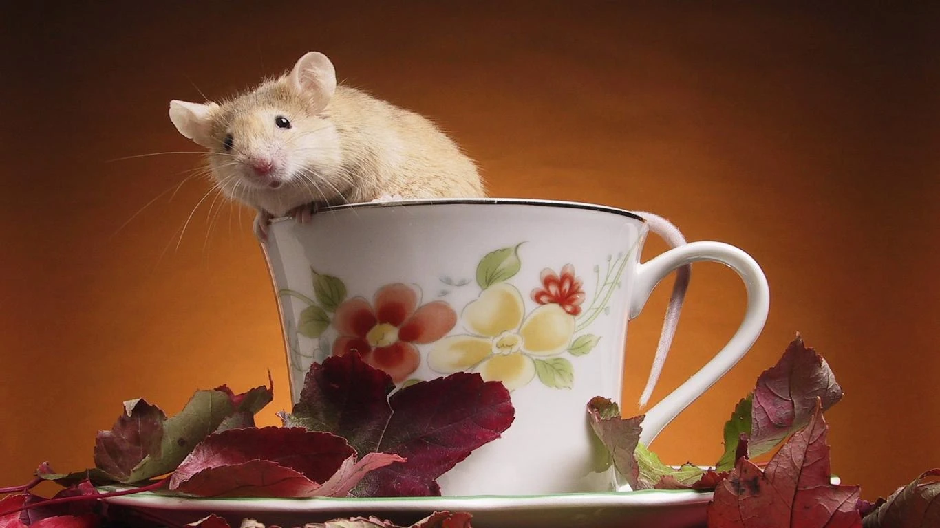 Mouse.jpg