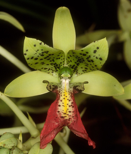 Cymbidiella pardalina - Orchids Wiki