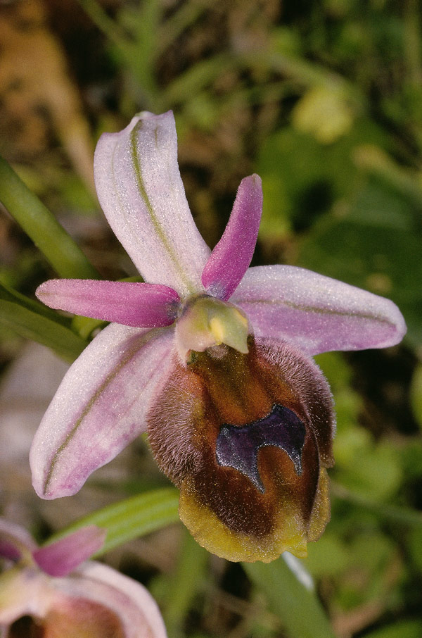 Ophrys argolica - Orchids Wiki