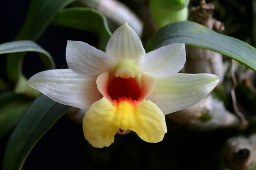 Dendrobium bellatulum - Orchids Wiki