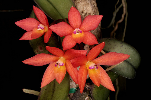 Sophronitis cernua - Orchids Wiki