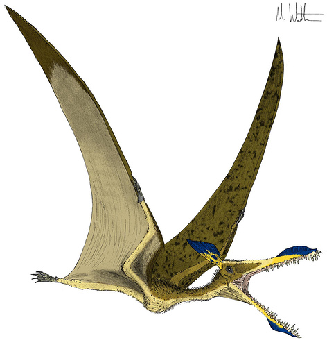 Caulkicephalus - Fossil Wiki, the paleontology wiki