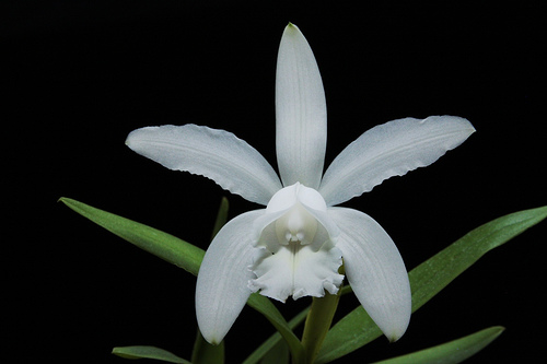 Cattleya intermedia - Orchids Wiki