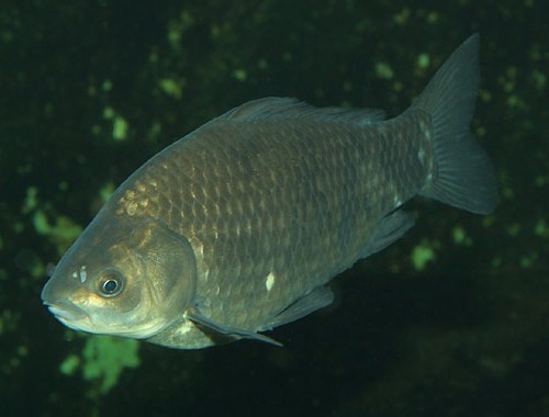 Carp - Animal Crossing Wiki