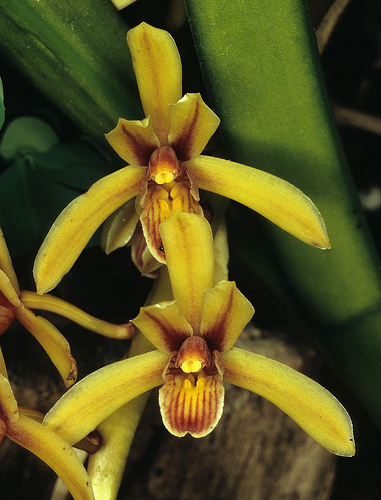 Cymbidium aloifolium - Orchids Wiki