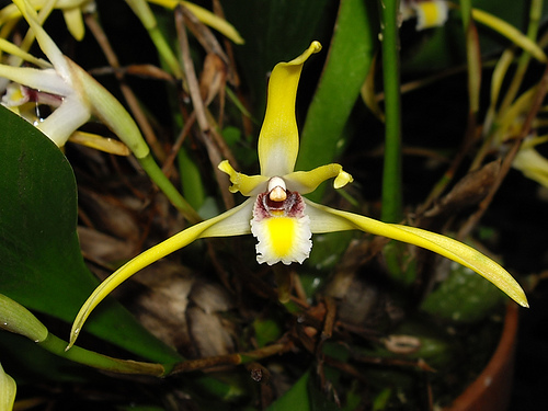 Maxillaria luteoalba - Orchids Wiki