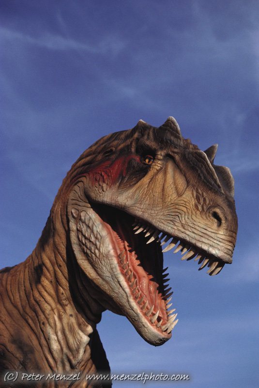 Image - Allosaurus head.jpg - 3-D Dinosaur Adventure Wiki